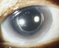 Endophthalmitis following cataract surgery in diabetic patients